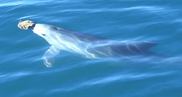 Investigadores afirman que los delfines enseñan la técnica de cazar con esponjas de madres a crías. Foto: Hugh Pearson / Naturepl.com   