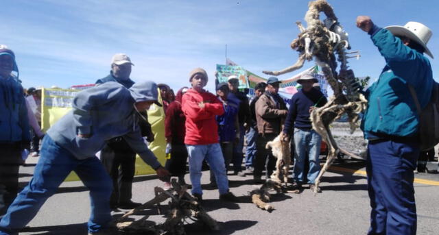 Arequipa: Bloquean vías por muerte de vicuñas y contaminación en Pampa Cañahuas [VIDEO Y FOTOS]
