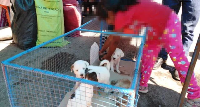 Animalistas protestan contra la venta y maltrato animal en Tacna [VIDEO]