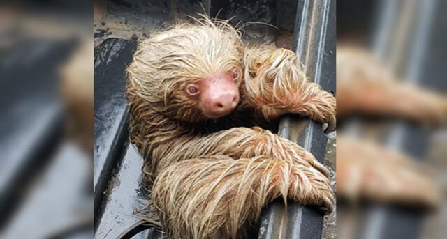 Se caracterizan porque se desplazan muy lentamente entre las ramas.