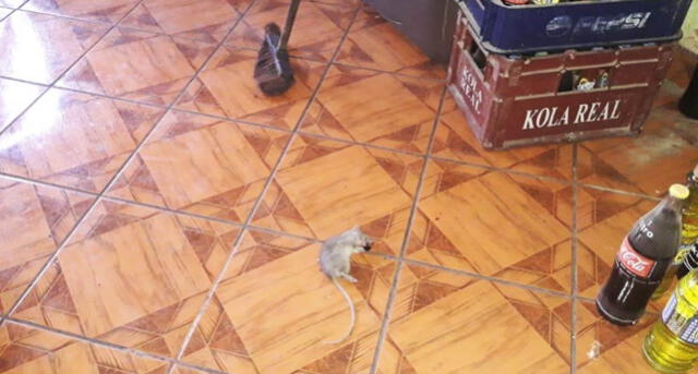 Arequipa: Hallan una rata entre utensilios de chicharronería "La Gatita" [VIDEO Y FOTOS]