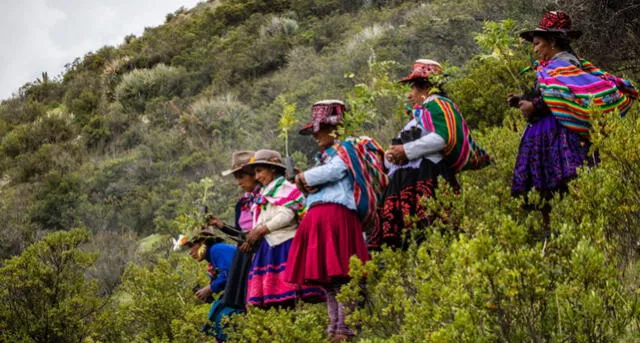 El poderoso hongo andino que combate la desnutrición en niños de Cusco 