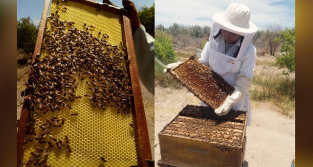 Arequipa: Alumnas lograron primera producción de miel de abeja de la Unsa [FOTOS]