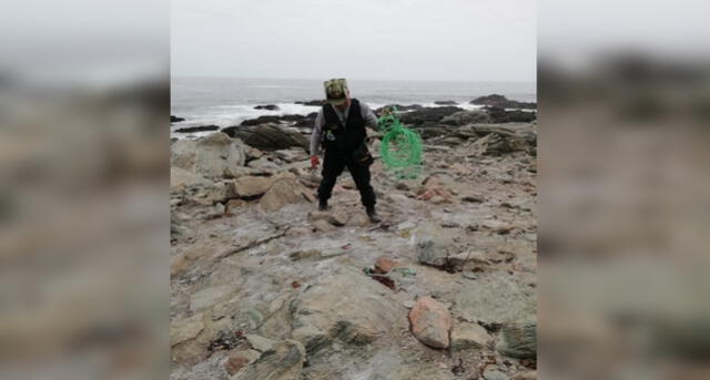 En operativo decomisan 3500 kilos de algas marinas extraídas de forma ilegal en Arequipa [FOTOS]