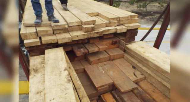 En Arequipa decomisan cedro de procedencia ilegal valorizado en más de 26 mil soles [FOTOS y VIDEO]