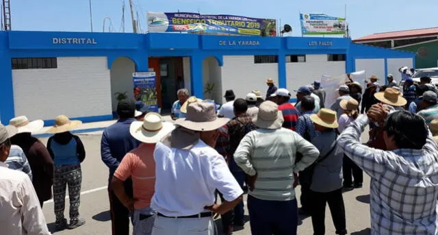 Tacna: productores de aceituna preocupados por precios insignificantes que compradores pagan