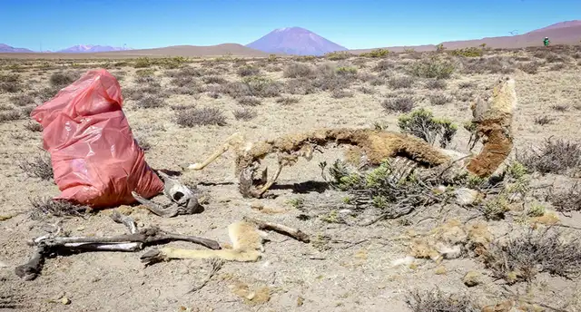 Arequipa: Recogen 22 toneladas de basura de reserva de Salinas y Aguada Blanca [FOTOS y VIDEO]