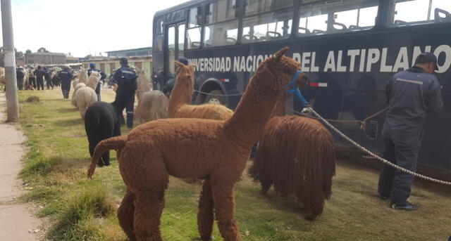 Puno: Desfile de alpacas de Juliaca batió el récord Guinness [FOTOS y VIDEO]