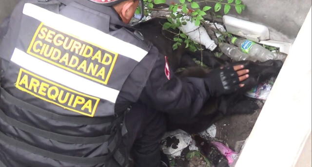 Serenos rescatan a perrito que cayó a un buzón en Arequipa [FOTOS y VIDEO]