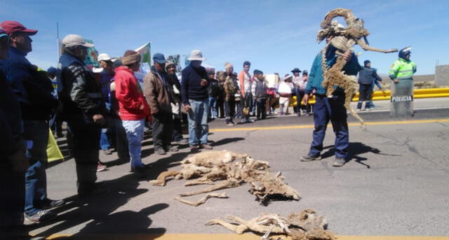 Arequipa: Bloquean vías por muerte de vicuñas y contaminación en Pampa Cañahuas [VIDEO Y FOTOS]