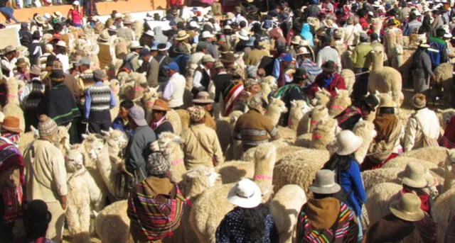 Puno: Desfile de alpacas de Juliaca batió el récord Guinness [FOTOS y VIDEO]
