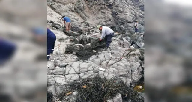 En operativo decomisan 3500 kilos de algas marinas extraídas de forma ilegal en Arequipa [FOTOS]