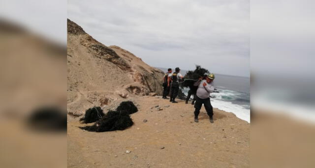 En operativo decomisan 3500 kilos de algas marinas extraídas de forma ilegal en Arequipa [FOTOS]