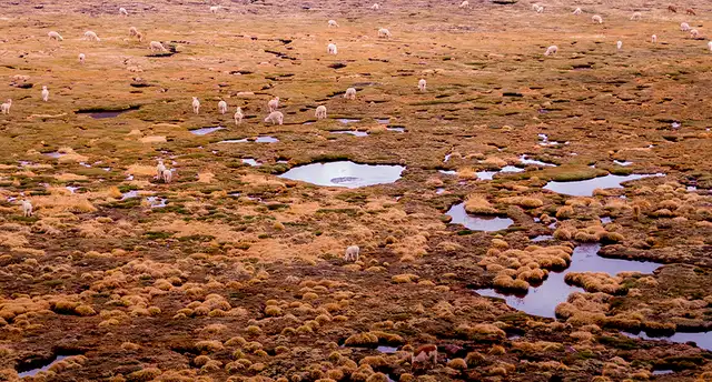 Cusqueños luchan por proteger el nevado de Ausangate [FOTOS y VIDEOS]