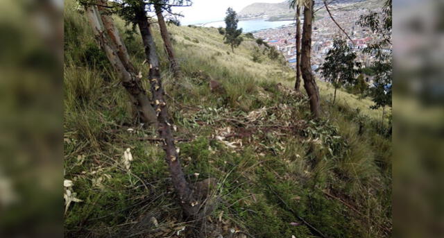 Talan árboles de eucalipto de cerro Azoguini en Puno para cortamonte