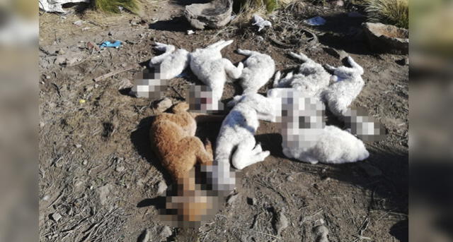 Puma mató a más de 20 alpacas en zona protegida de Arequipa [FOTOS]