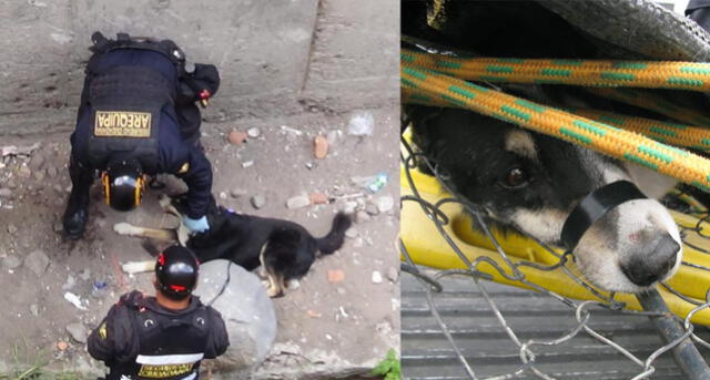 Rescatan a perro herido que fue lanzado a una torrentera en Arequipa [VIDEO]