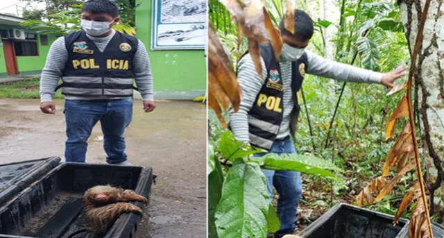Policía del Medio Ambiente lo regresó a su hábitat natural.