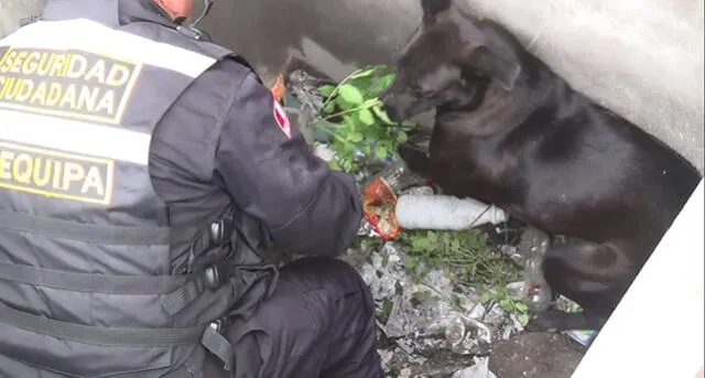 Serenos rescatan a perrito que cayó a un buzón en Arequipa [FOTOS y VIDEO]