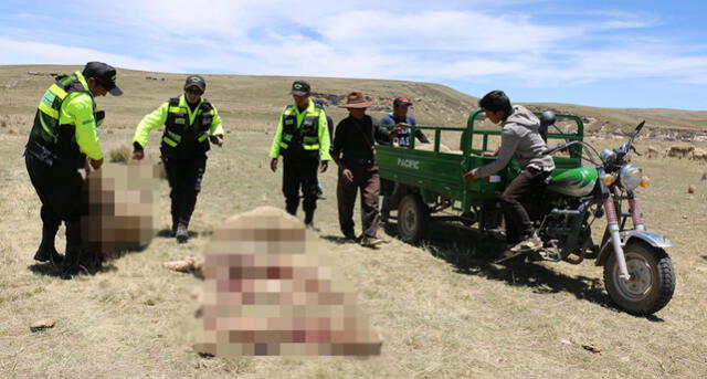 Jauría de perros callejeros devora más de 10 ovejas en comunidad de Cusco [FOTOS]