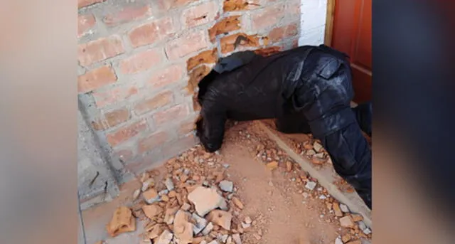 Arequipa: Rescatan a travieso gato atrapado en medio de dos paredes [FOTOS] 
