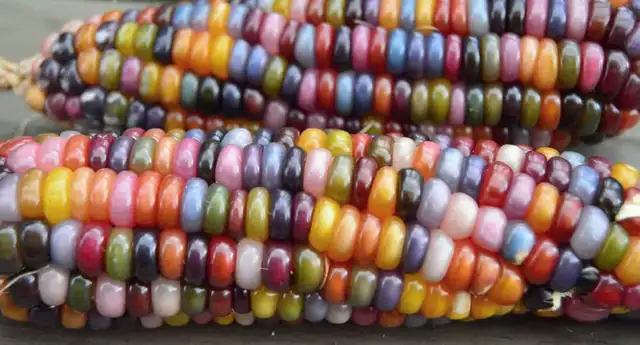 Glass gem corn, el maíz de granos multicolor