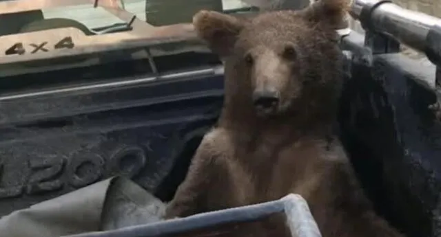 Turquía: rescatan a un pequeño oso pardo luego de que consumiera