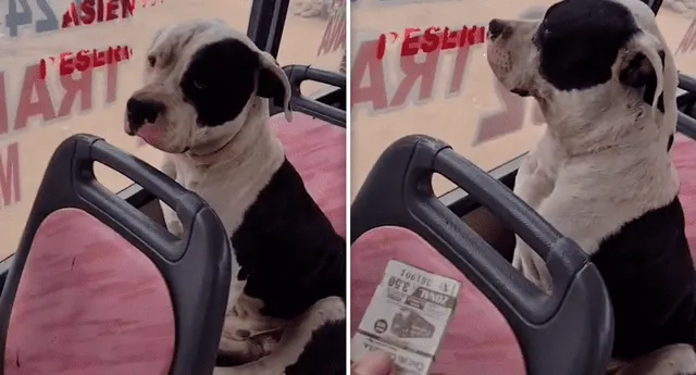 Video de cobrador pidiéndole a un perrito su pasaje se hizo viral. Foto: composición LR/captura de TikTok