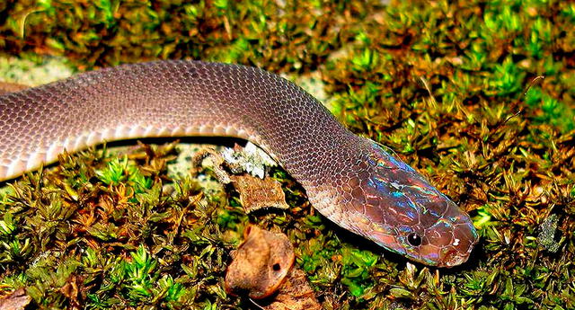 Serpiente mordió a una niña de dos años, pero ella se defendió dándole otro mordisco