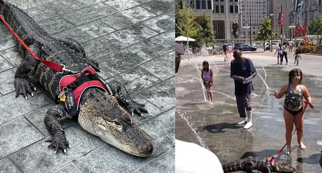 Una niña es grabada paseando en plena calle a un caimán de apoyo emocional