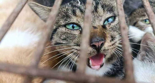 China: policías salvan a 150 gatos que estaban destinado al consumo humano