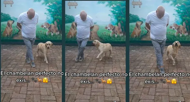 ¿Quién es el perrito chambelán? Usuarios se enamoran del can que arrasa TikTok