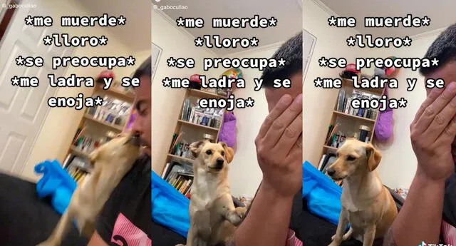 TikTok: Perrita genera divertidos comentarios por su reacción tras morder a su dueño