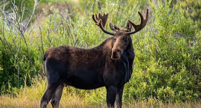 Un cazador terminó corneado y pisoteado por un alce al que no llegó a matar