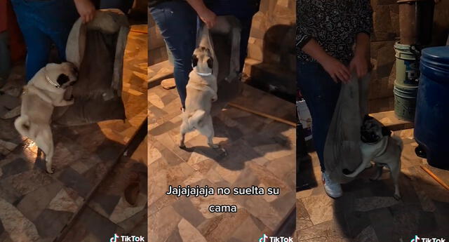 Perrito no quiere soltar su antigua cama y desata risas en TikTok