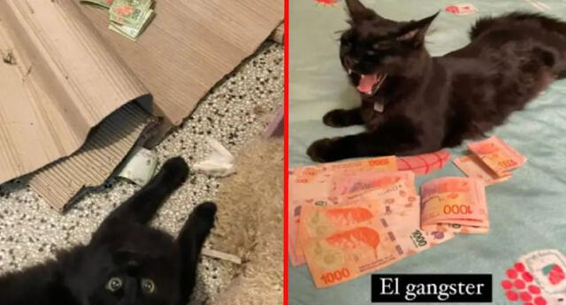 Joven expone a "Arturo", su 'gato ladrón' que robaba constantemente el dinero de su vecino