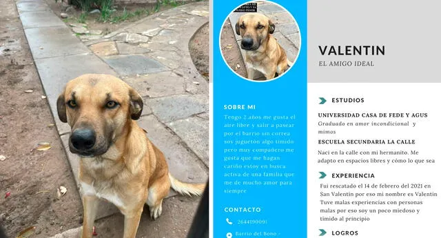 Pareja le crea un CV a su perrito para darlo en adopción y se vuelve viral