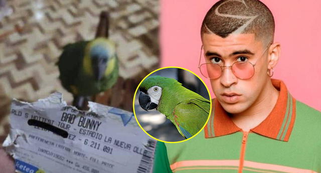 Bad Bunny en Lima: lorito destroza entrada para concierto y usuarios aseguran que "es ave muerta"