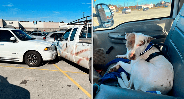 Según informaron las autoridades de Estados Unidos, un hombre vio al can tras el volante al momento del accidente. | Foto: composición LR/captura de Facebook