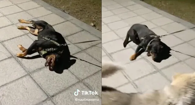 Perro hace pasar vergüenza a su dueño al hacer pataleta para no irse del parque. Foto: composición LR / TikTok / @nazlinavarro