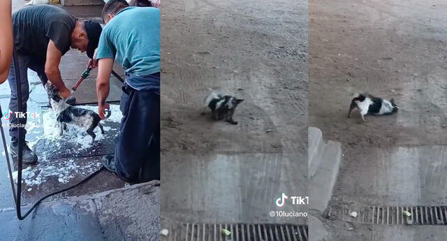 Bañan a perrito en la calle, pero se escapa y termina ensuciado con tierra