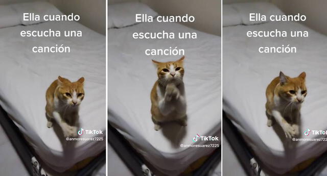 El video ha logrado más de tres millones de visualizaciones en TikTok.  Foto: composición LOL/captura de TikTok/@gatita_manbo1