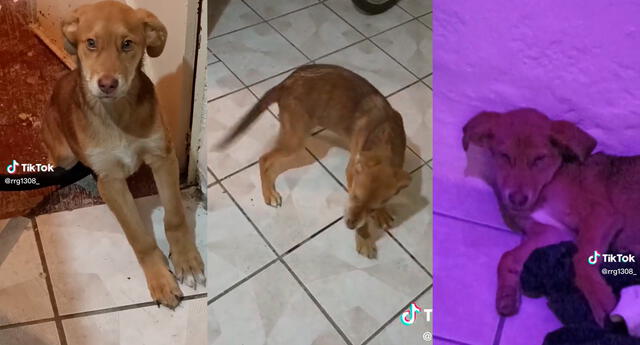 Perrito comió un “brownie mágico” por accidente y su reacción se volvió viral: "Anda en un viaje astral"