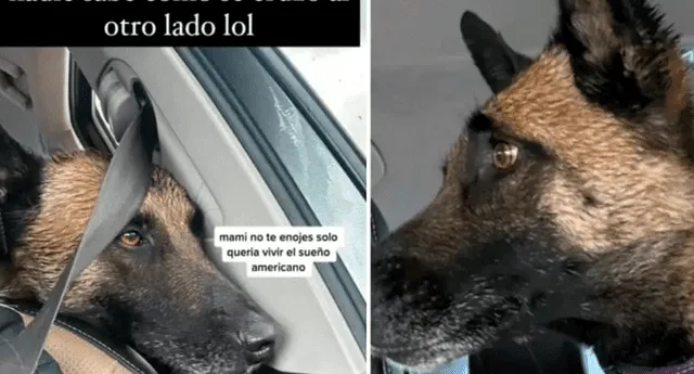 Usuarios en TikTok quedaron sorprendidos por el destino de la perrita. Foto: composición LR/TikTok/@Galii.hm