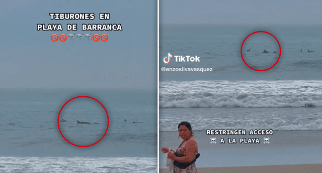 El clip de la peculiar escena ha sumado más de 552.000 visualizaciones en TikTok | Foto: composición LR/TikTok/@enzosilvavasquez