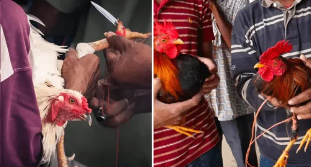 Facebook viral | Dos hombres murieron durante una pelea de gallos: sus aves, armadas con cuchillas, cometieron el crimen | LOL La República Facebook viral | Dos hombres murieron durante una pelea de gallos: sus aves, armadas con cuchillas, cometieron el crimen | LOL La República
