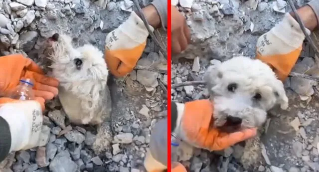 Afortunadamente el can fue una de las mascotas sobrevivientes del potente sismo. Foto: Alerta News 24/captura Twitter