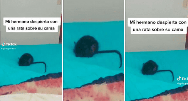 La presencia de una rata en su cama asustó a este joven que, lejos de actuar por su cuenta, llamó a su mamá para que lo ayude. Foto: composición LOL / TikTok