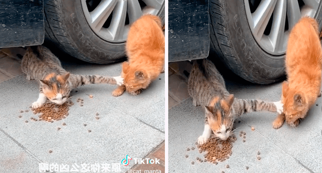 Video sacó miles de sonrisas por el inusual comportamiento del gatito. Foto: composición de LR/captura de TikTok/@Manto_de_gato