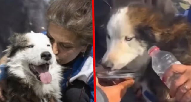 El dueño del can esperaba volver a reecontrarse con su mascota. Foto: captura Youtube/La vanguardia